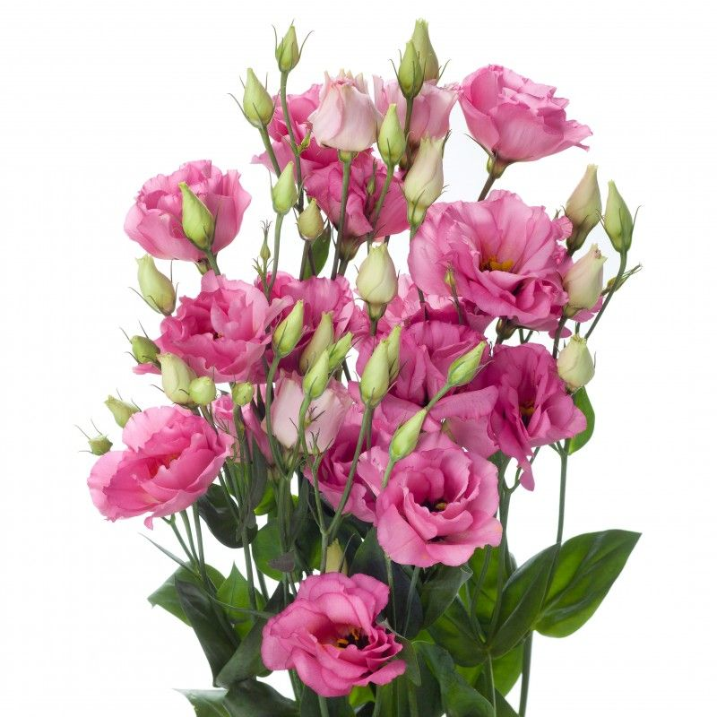 Букет цветов Nomad Flowers